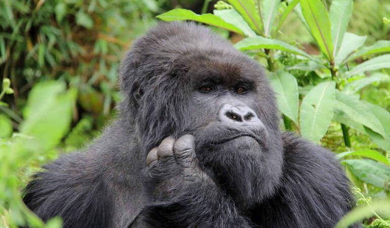 How many gorillas are left in the wild? | Gorilla safaris