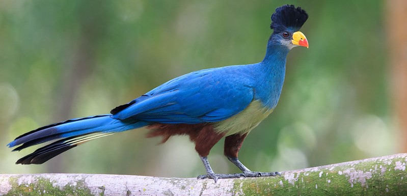 The Best Bird Watching Hotspots in Uganda.