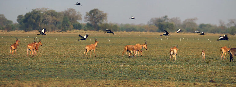 Birding Safari vs. Traditional Safari: What’s the Difference?
