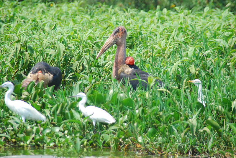 Conservation Efforts and Challenges Facing Uganda's Lakes