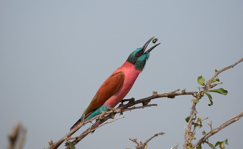 5 Reasons Why Uganda is a Top Destination for Bird Watching.