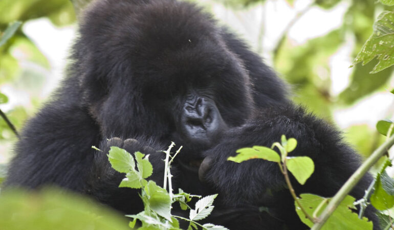 Gorilla Families of Bwindi | Uganda Gorilla Safaris