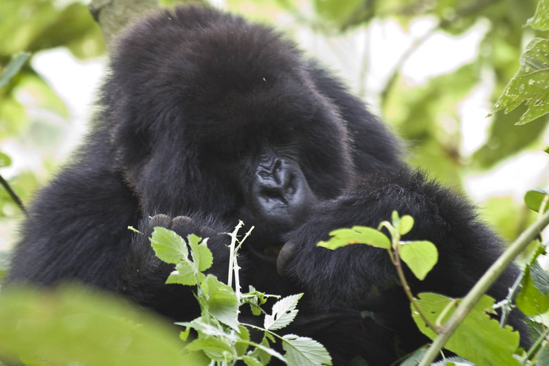 Ways to make gorilla trekking safe and enjoyable for children .