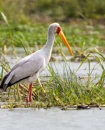 The Ecological Importance of Uganda's Lakes and Their Impact on Wildlife