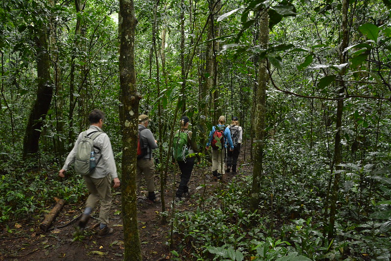 The Thrill of Tracking Wildlife on Foot During a Uganda Safari