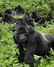 Family-friendly gorilla trekking: tips for taking kids on a trek.