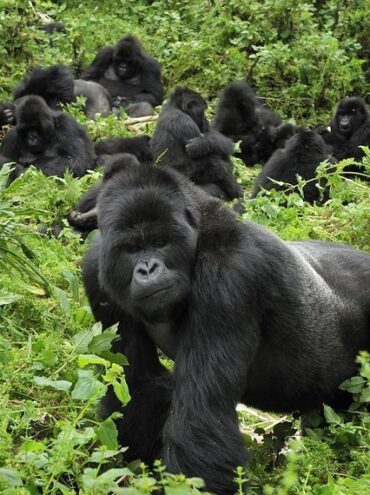 Family-friendly gorilla trekking: tips for taking kids on a trek.