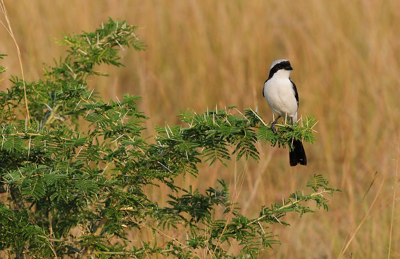 A Comprehensive Birding Guide to Uganda: All You Need to Know