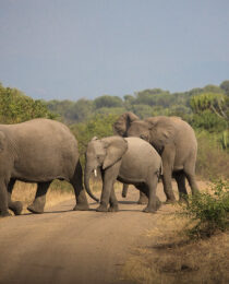 Tips for Capturing the Perfect Wildlife Photos on a Uganda Safari