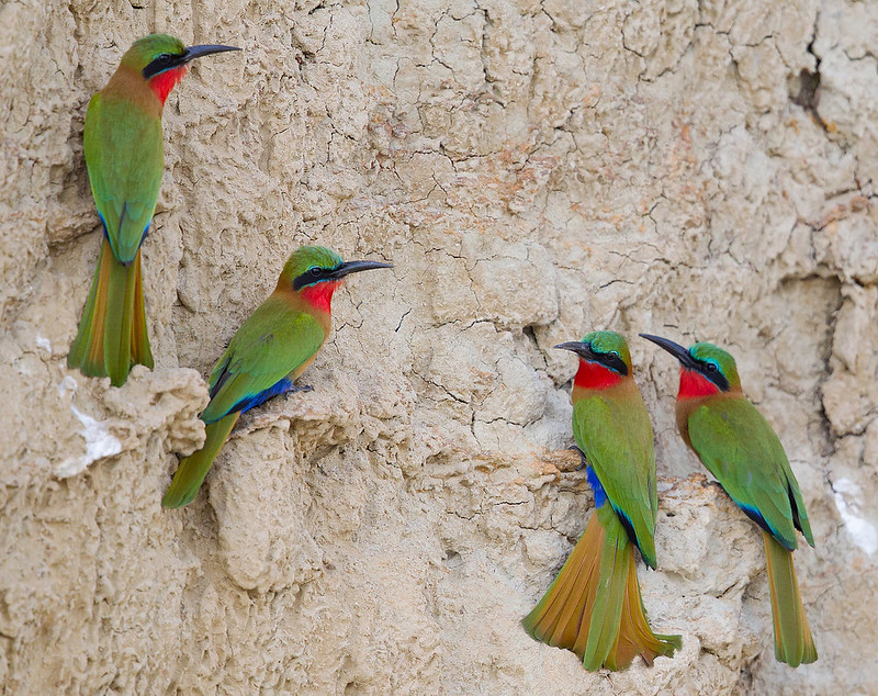 How to Plan the Ultimate Birding Tour in Uganda