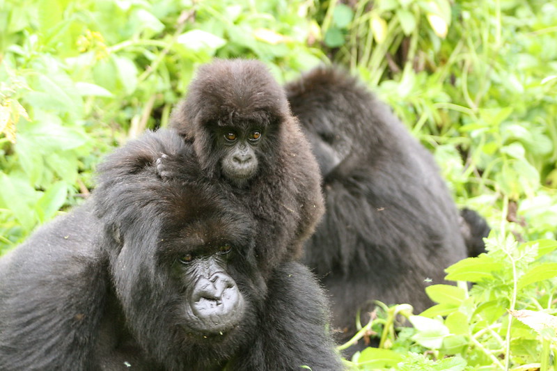 Gorilla trekking holiday in Uganda and Rwanda.