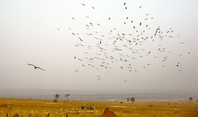 5 Reasons Why Uganda is a Top Destination for Bird Watching.