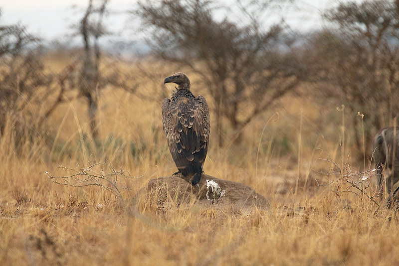 Birding Safari vs. Traditional Safari: What's the Difference?