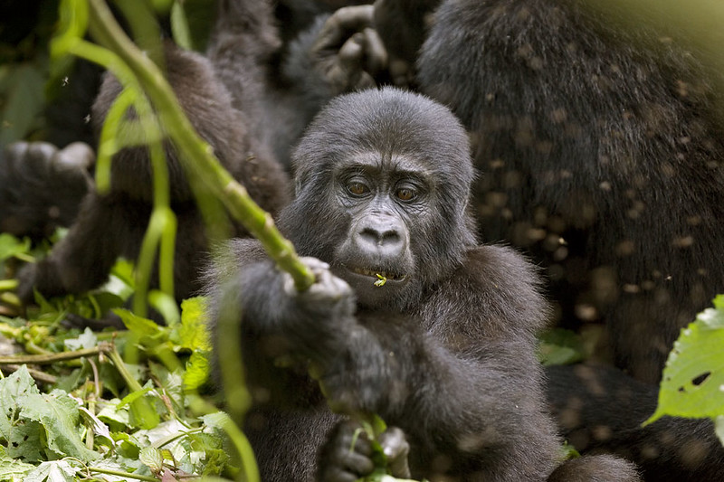 Memorable Christmas Gorilla Tracking Safari.