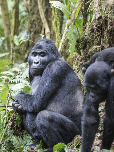 Understanding the Physical Demands of Gorilla Trekking for Different Age Groups.