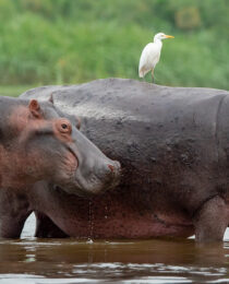 Top 10 Must-See Destinations on a Uganda Safari