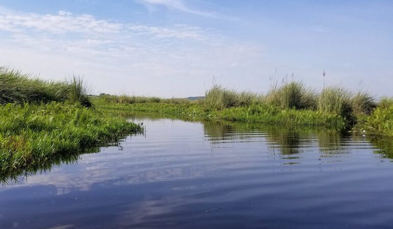 Birding Safari: A Journey Through Uganda’s Diverse Eco-Systems