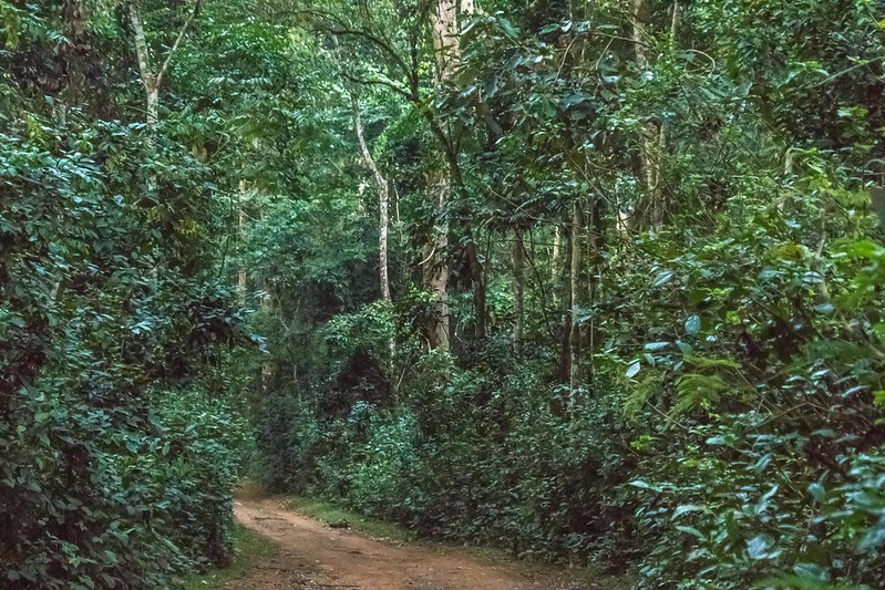 Birding Safari: A Journey Through Uganda's Diverse Eco-Systems