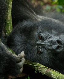 The Best Time of Year to Embark on a Uganda Safari