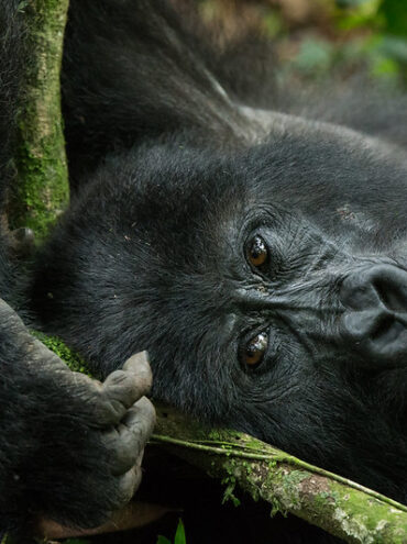 The Best Time of Year to Embark on a Uganda Safari