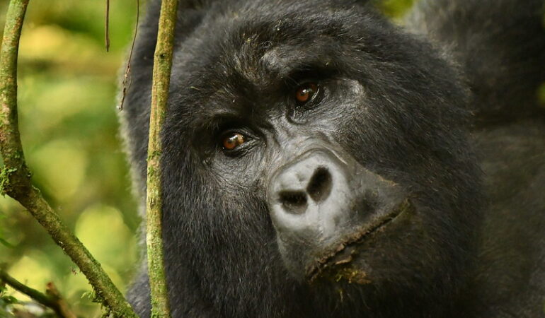 Where do mountain gorillas live? | Gorilla safaris