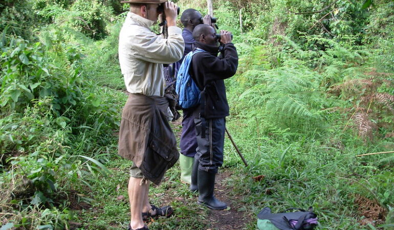 A Comprehensive Birding Guide to Uganda: All You Need to Know
