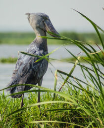 Conservation Efforts and Challenges Facing Uganda's Lakes