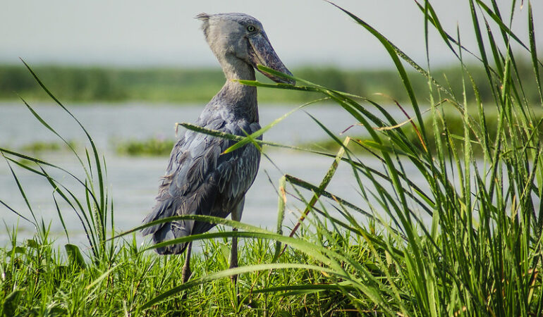 Conservation Efforts and Challenges Facing Uganda’s Lakes