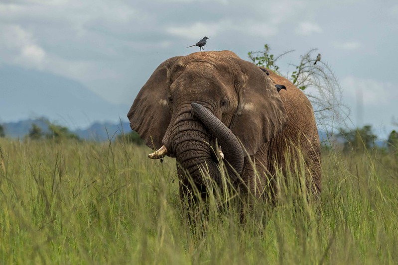 Birding Safari vs. Traditional Safari: What's the Difference?
