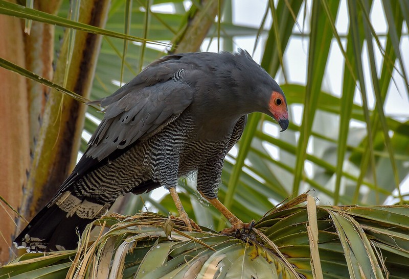 African harrier hawk