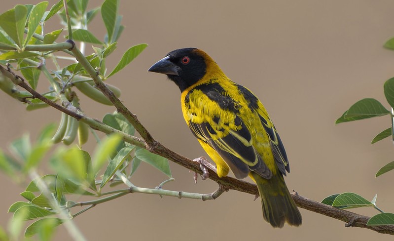 Tips for Capturing the Perfect Birding Photo in Uganda.