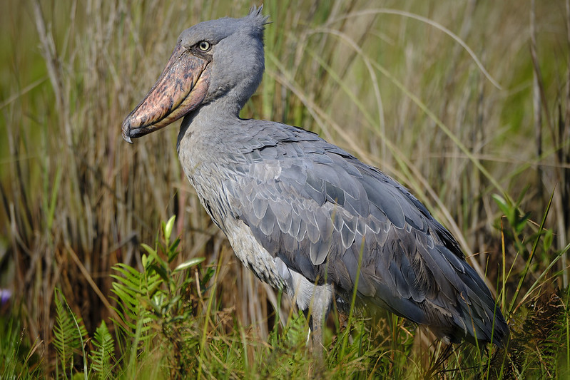 The Best Bird Watching Hotspots in Uganda.
