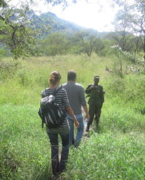 The Thrill of Tracking Wildlife on Foot During a Uganda Safari