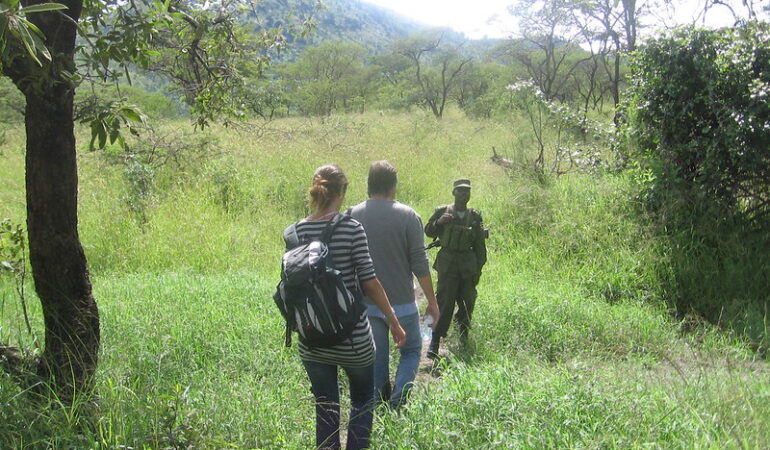 The Thrill of Tracking Wildlife on Foot During a Uganda Safari