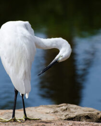 A Guide to Exploring Uganda's Lakes: Must-Visit Spots