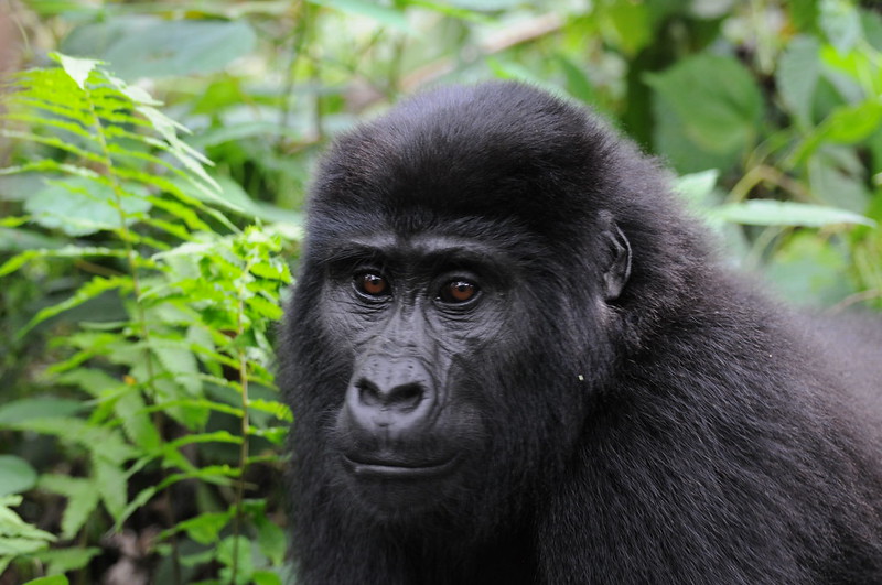 Understanding the Physical Demands of Gorilla Trekking for Different Age Groups.