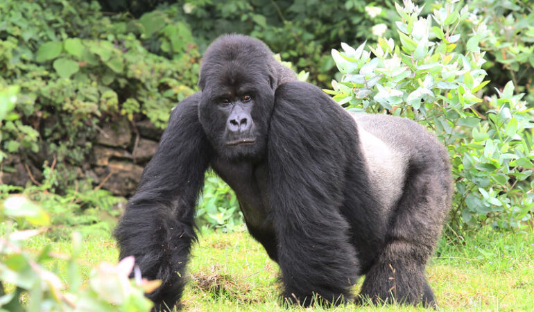 Gorilla trekking holiday in Uganda and Rwanda.