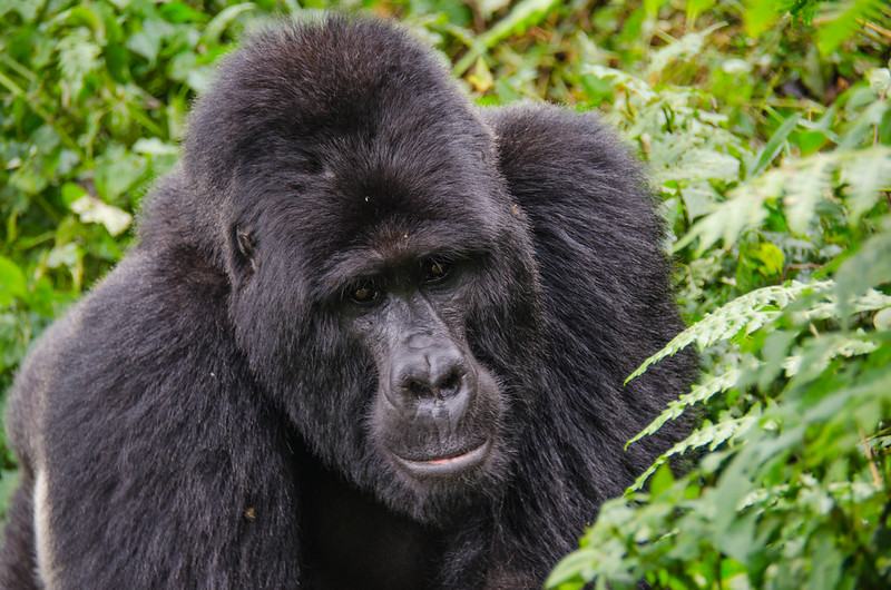 Family-friendly gorilla trekking: tips for taking kids on a trek.