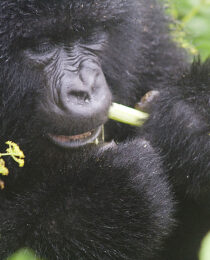 The Cultural Experience of Gorilla Trekking in Uganda.