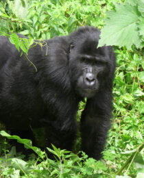 The Top Gorilla Trekking Destinations in Uganda.