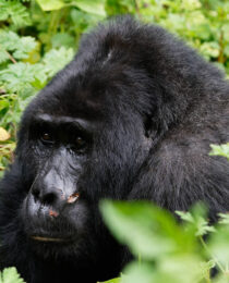 The Ultimate Guide to Gorilla Trekking in Uganda.