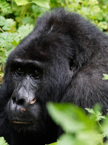 The Ultimate Guide to Gorilla Trekking in Uganda.