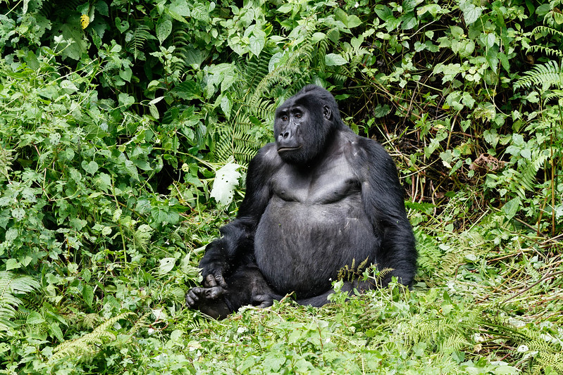 The Top Gorilla Trekking Destinations in Uganda.