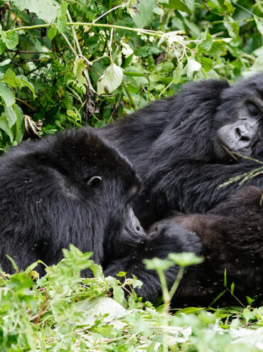 The benefits and challenges of gorilla trekking for different age groups.