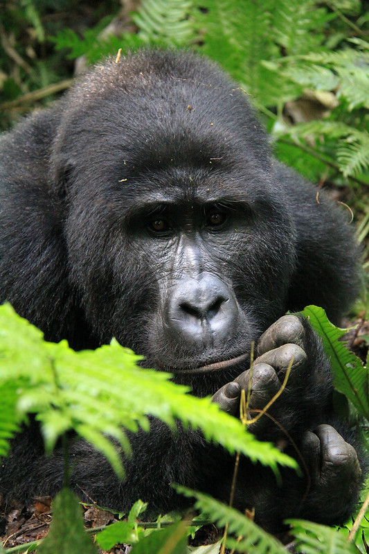 The Conservation Efforts Behind Gorilla Trekking in Uganda.