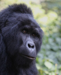 Tips for a Successful Gorilla Safari in Uganda.