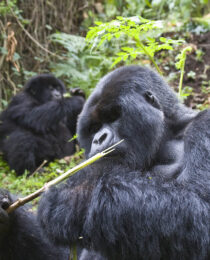 The Conservation Efforts Behind Gorilla Trekking in Uganda.