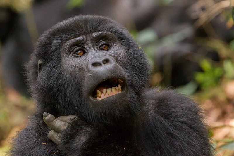 Tips for a Successful Gorilla Safari in Uganda.