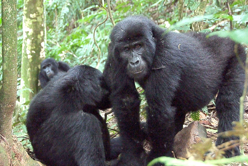 The benefits and challenges of gorilla trekking for different age groups.