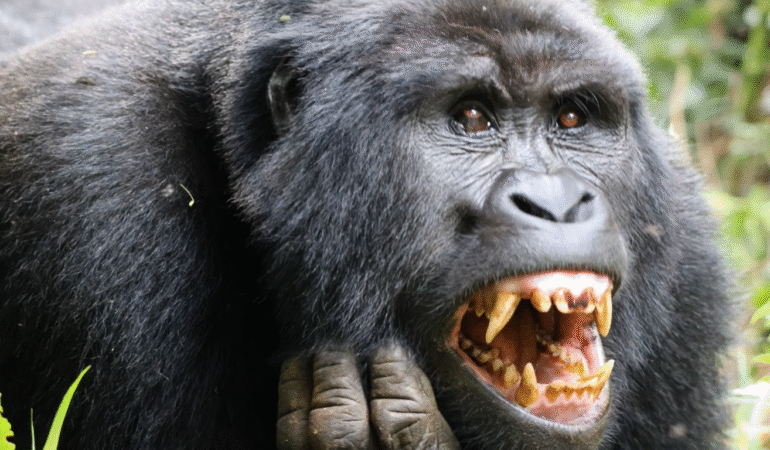 How do gorillas communicate? | Uganda Gorilla safaris